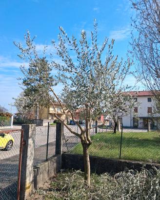 piante di ulivo