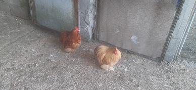 Gallo