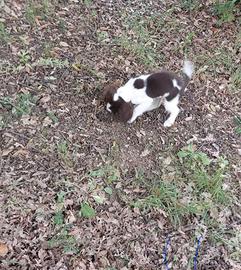 Springer femmina da tartufo