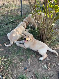 Labrador femmine con pedigree