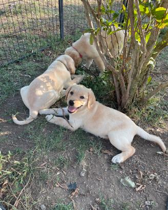 Labrador femmine con pedigree
