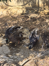 Ultime due coppie di anatre mignon