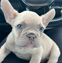 Cuccioli di bulldog francese