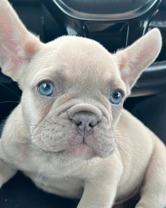 Cuccioli di bulldog francese