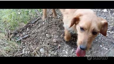 Cane da tartufo