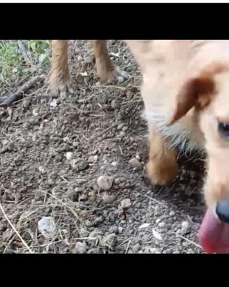 Cane da tartufo