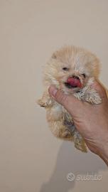 Pomerania toy Spitz tedesco nano mini, pedigree