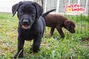 labrador-retriever-cuccioli