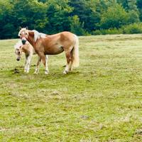 Cavalla Haflinger con documenti ANACHRAI gravida