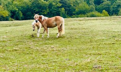 Cavalla Haflinger con documenti ANACHRAI gravida