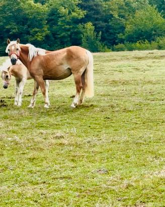 Cavalla Haflinger con documenti ANACHRAI gravida