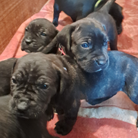 Cuccioli di cane corso
