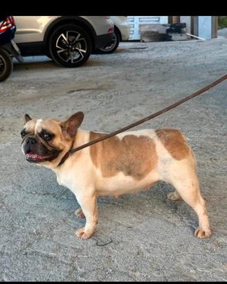 Bulldog francese femmina