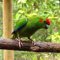 Pullo femmina Kakariki