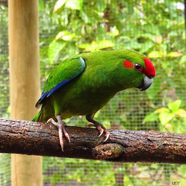 Pullo femmina Kakariki