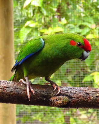Pullo Kakariki