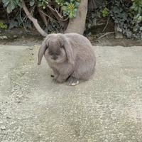 Coniglio ariete nano