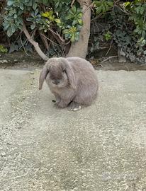 Coniglio ariete nano