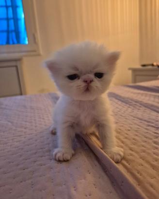 Gatto persiano