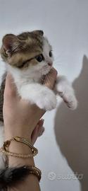 British shorthair