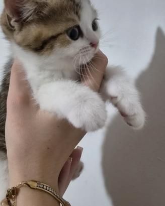 British shorthair