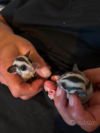 cucciole petauro dello zucchero