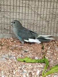 Kakariki doppio fattore