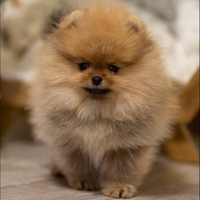 Spitz Di Pomerania Mini toy