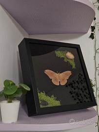 Quadri di entomologia