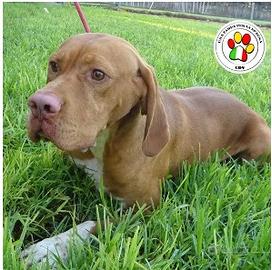 Maschio mix bracco - 2 anni circa