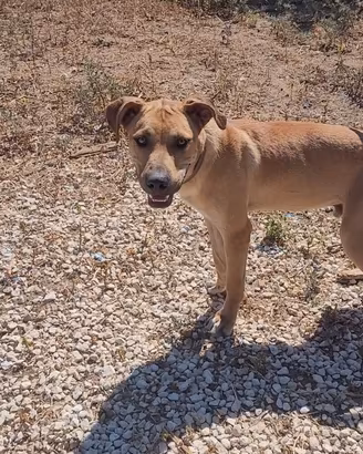 Cucciolone dinamico e occhi chiarissimi