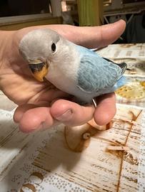 Inseparabili da imbecco