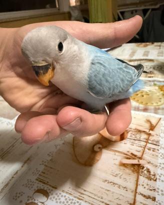Inseparabili da imbecco