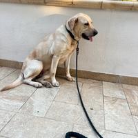 Cane Labrador 5 anni femmina