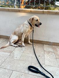 Cane Labrador 5 anni femmina