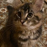 Cuccioli di Main Coon