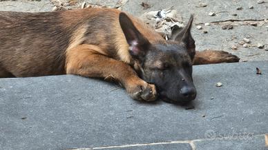 Cucciolo malinois