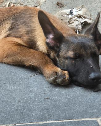 Cucciolo malinois