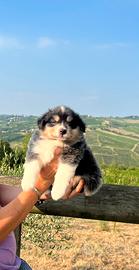 Cucciola femmina Australian shepherd