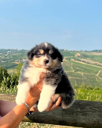 Cucciola femmina Australian shepherd