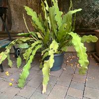 Lingua della suocera epiphyllum bianco/giallo