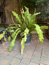 Lingua della suocera epiphyllum bianco/giallo