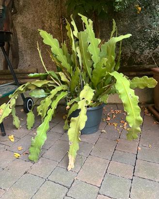 Lingua della suocera epiphyllum bianco/giallo
