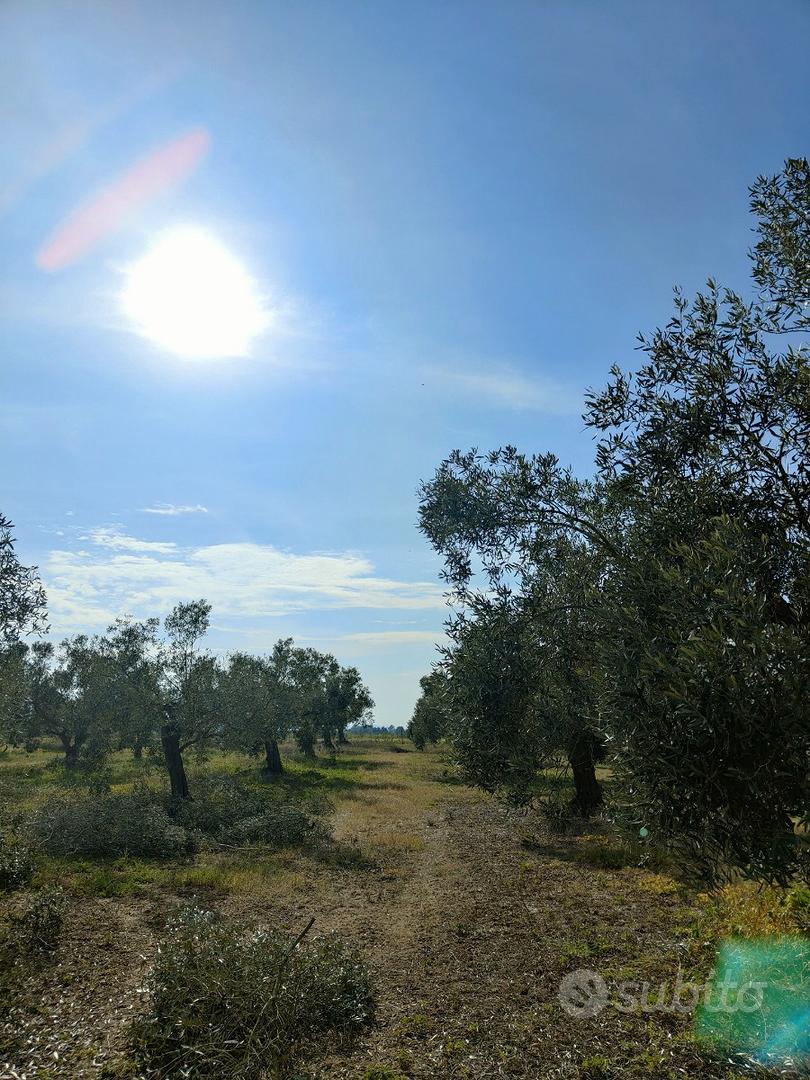 Oliveto 5000 mq - Vista 5