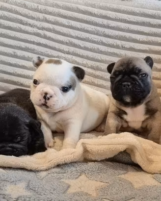 Bulldog francese bouledogue francese cuccioli