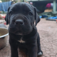 Cane corso