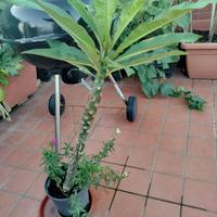 PIANTA PLUMERIA