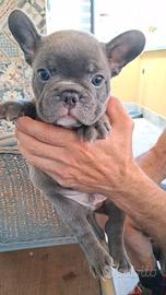 Bulldog francese palermo