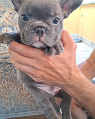 Bulldog francese palermo