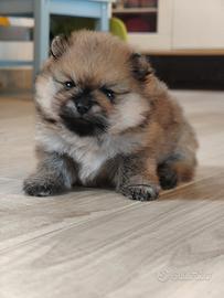 Volpino di Pomerania